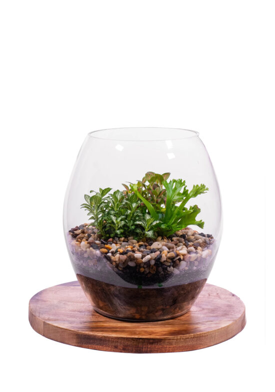 Sydney's freshest flowers delivered daily to your door! Terrariums