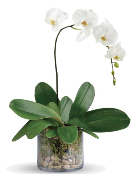 Sydney's freshest flowers delivered daily to your door! Phaleanopsis Orchids