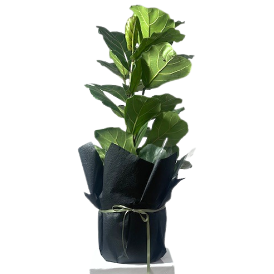 Fiddle Leaf Fig