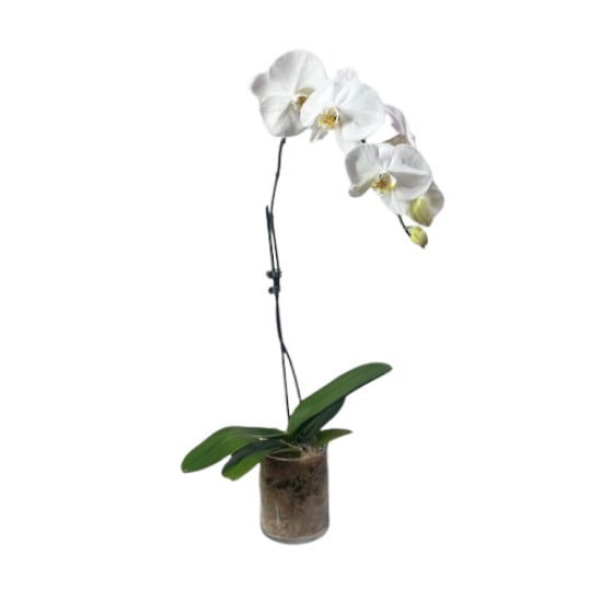 Phalaenopsis Orchids